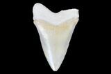 Serrated, Bone Valley Megalodon Tooth - Florida #99873-1